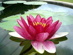 lotus on water